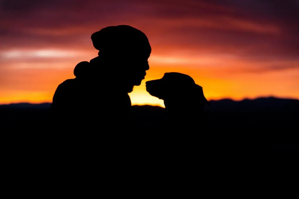 Silhouette of a person and a dog facing each other at sunset