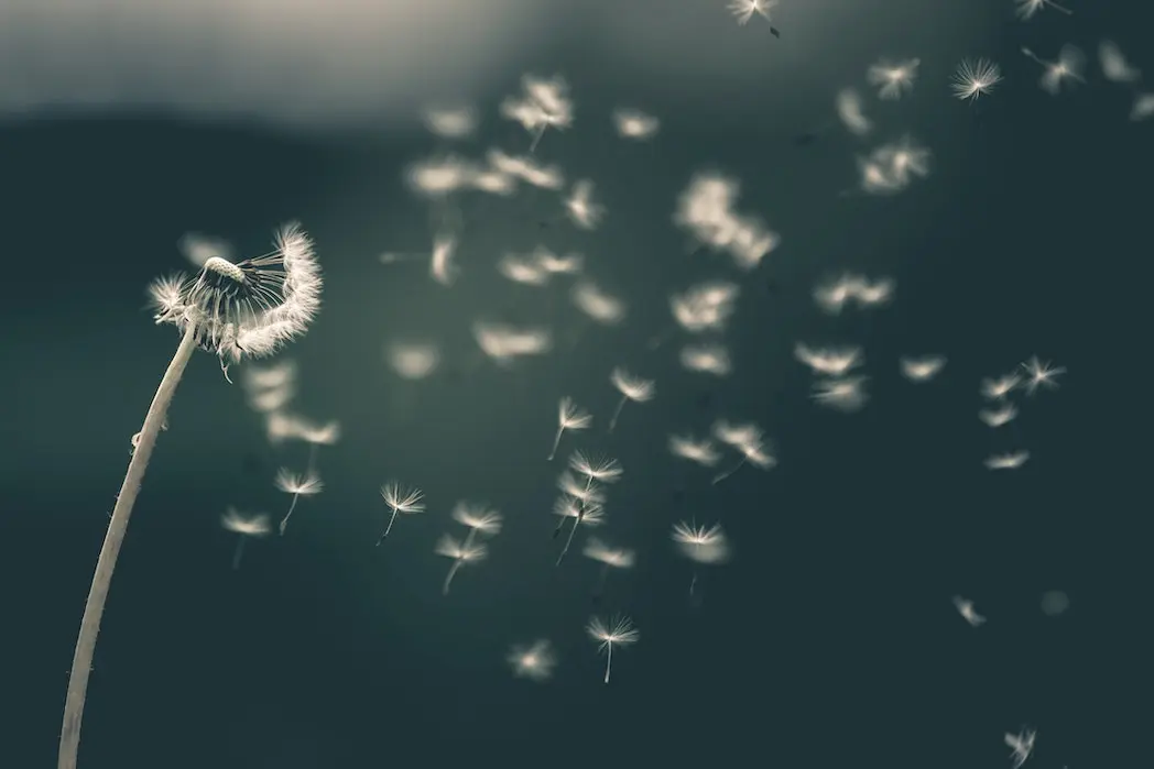 A dandelion flower releasing its petals into the wind